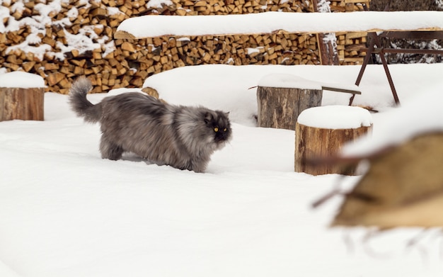 Gray fluffy main coon cat walking on the snow