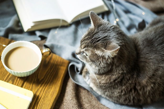 A gray fluffy pet cat on a blanket next to a cup of coffee and a book