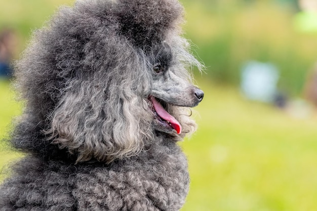 Gray fluffy poodle with open mouth and friendly look portrait of a funny dog