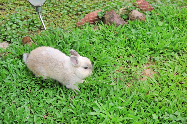 Gray fluffy rabbit on the green grass garden.