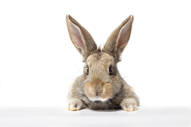 Gray fluffy rabbit looking at the signboard. Isolated on white background. Easter bunny