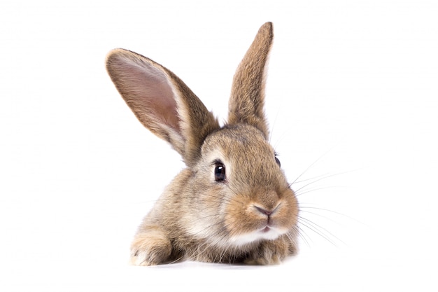 Gray fluffy rabbit looking at the signboard