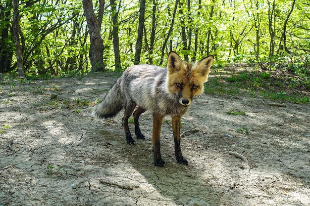 A gray fox with brown eyes in the mountains of Crimea The Demerji array May 2021 Crimea Russia