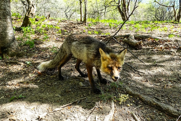 A gray fox with brown eyes in the mountains of Crimea The Demerji array May 2021 Russia