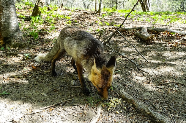 A gray fox with brown eyes in the mountains of Crimea The Demerji array May 2021 Russia