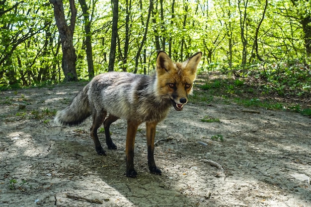 A gray fox with brown eyes in the mountains of Crimea The Demerji array May 2021 Russia