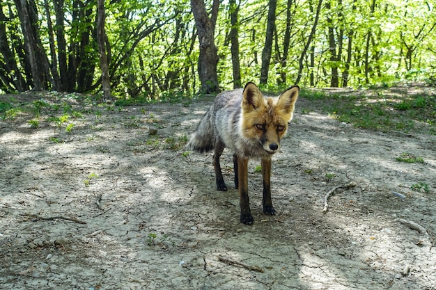 A gray fox with brown eyes in the mountains of Crimea The Demerji array May 2021 Russia