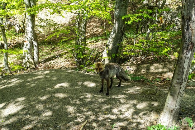 A gray fox with brown eyes in the mountains of Crimea The Demerji array May 2021 Russia