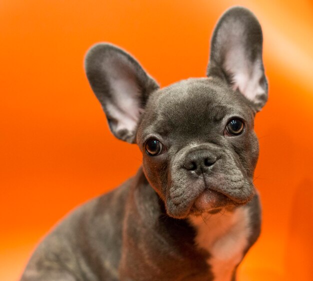 Gray french bulldog puppy for cards and screensavers