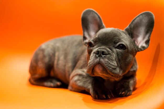 Gray french bulldog puppy for cards and screensavers