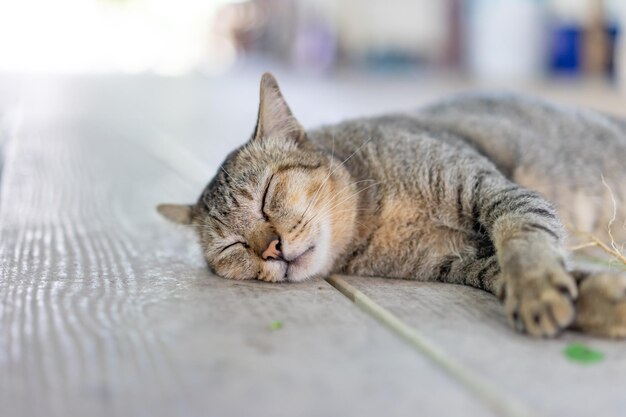 A gray funny drunk cat is sleeping after take a root of indian copperleaf catnip on the wooden floor