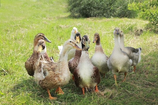 Gray geese on the green grass on the lawn