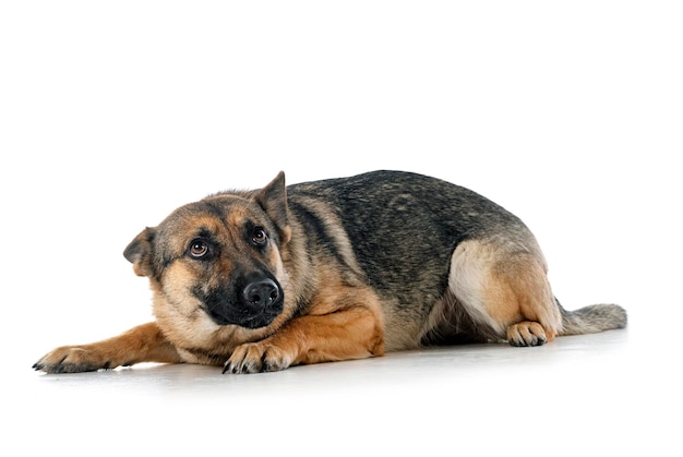 Gray german shepherd in front of white background