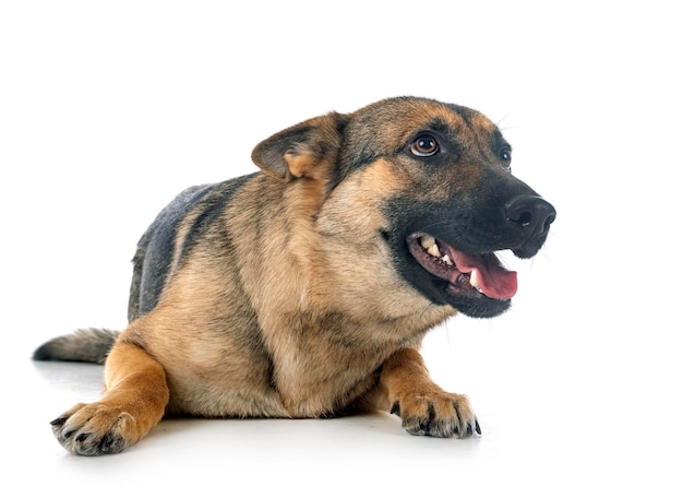 Gray german shepherd in front of white background