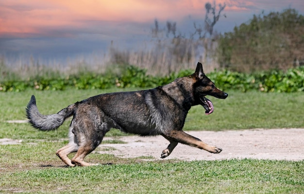 Gray german shepherd training for security and guard