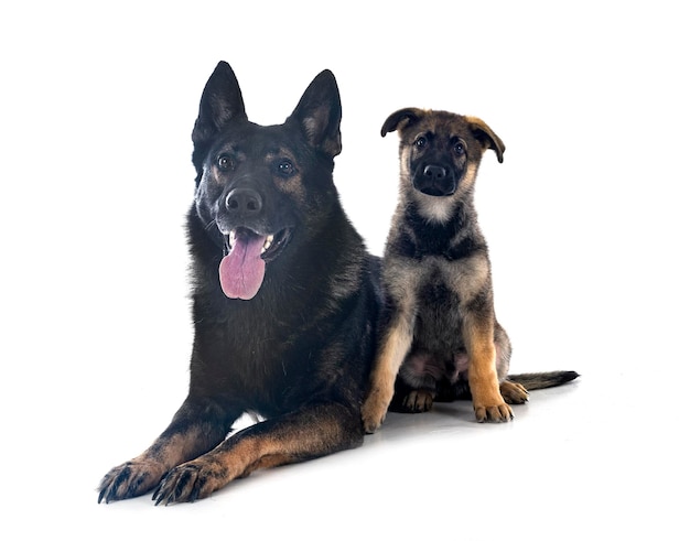 Gray german shepherds