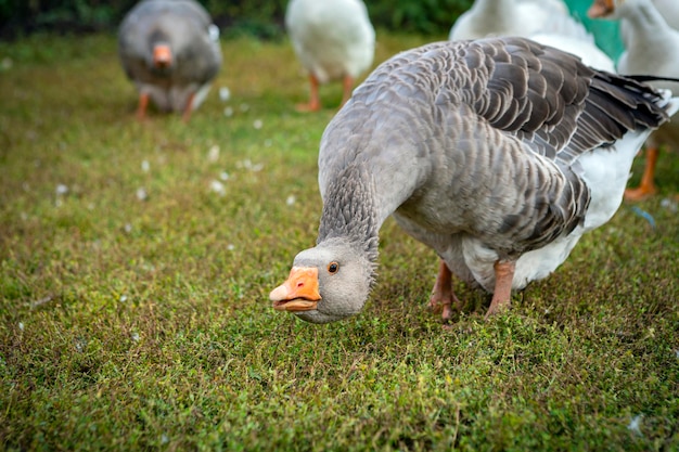 攻撃的な姿勢で村を背景に灰色のガチョウ..