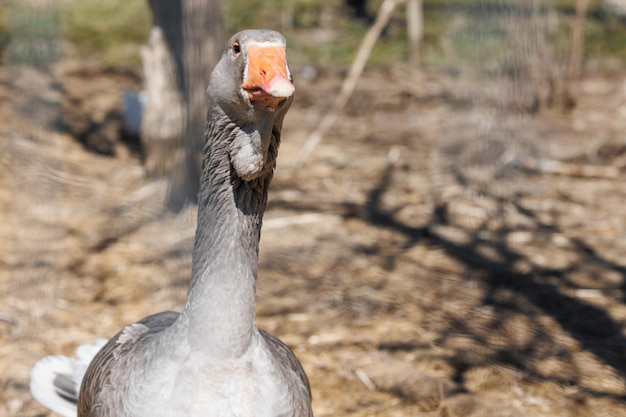 Gray goose on an ecofarm closeup