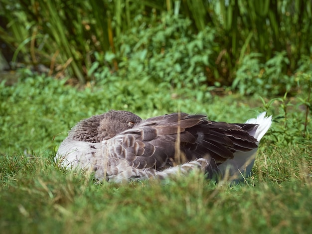 Gray goose on the grass