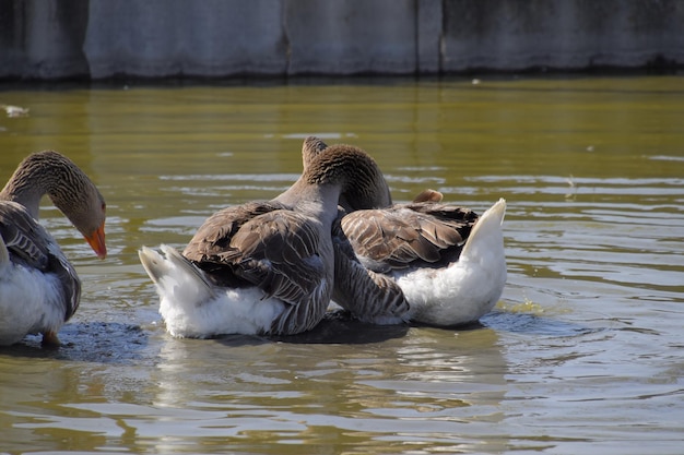 The gray goose is domestic Homemade gray goose Homemade geese in an artificial pond