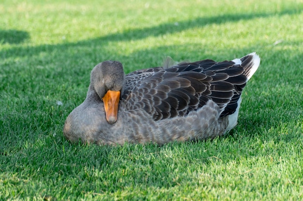 Photo gray goose sleeping on green grass in park greylag geese is species of large in waterfowl anatidae