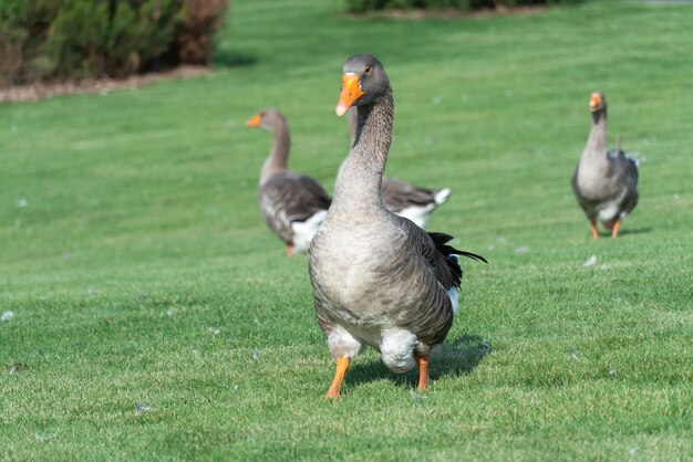 Photo gray goose walking along grass in park greylag geese is species of large waterfowl family anatidae