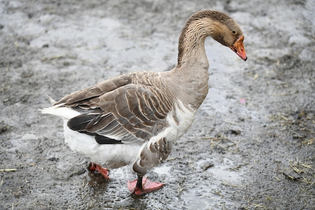 Photo gray goose walks on the farm