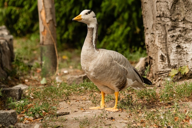 A gray goose walks on the grass