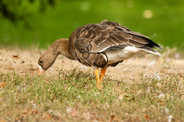 A gray goose walks on the grass