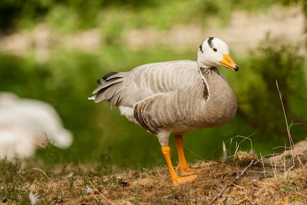 A gray goose walks on the grass