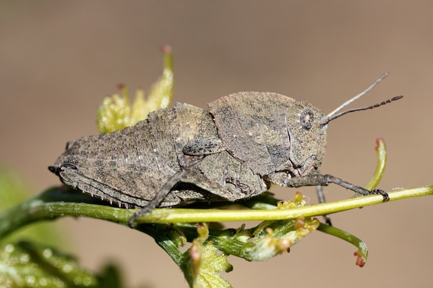 Gray grasshopper