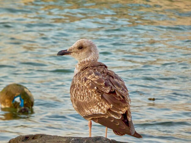 Gray gull sitting on a rock near the water