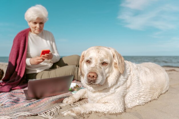 Signora dai capelli grigi con lo smartphone seduto sulla spiaggia e guardando il suo labrador retriever