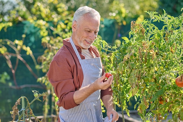 Gray-haired mature man working in the hreenhouse