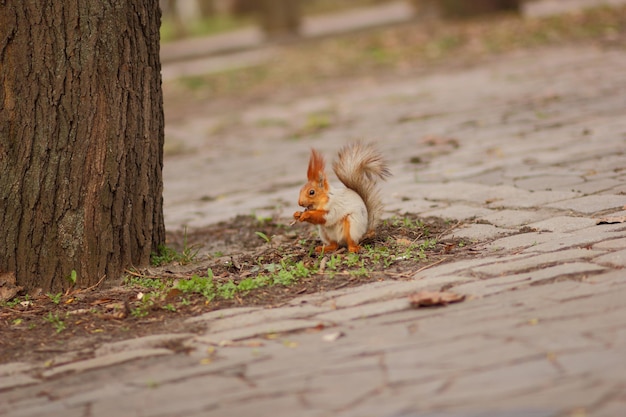 白髪のリスが食べ物を求めて秋の公園を散歩します。公園でリスのクローズアップ