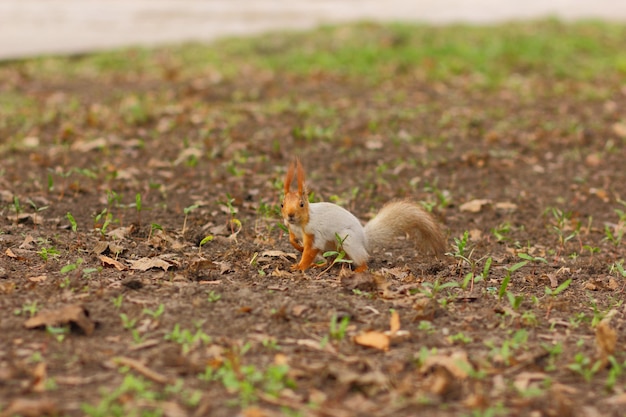 白髪のリスが食べ物を求めて秋の公園を散歩します。公園でリスのクローズアップ