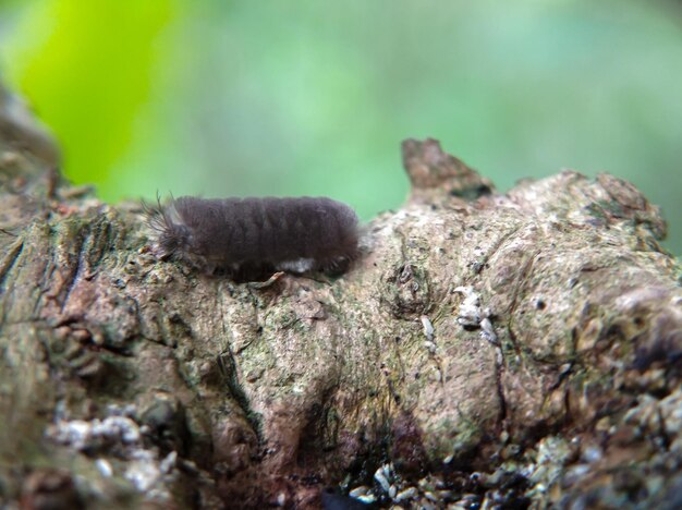 Gray hairy butterfly caterpillar isolated