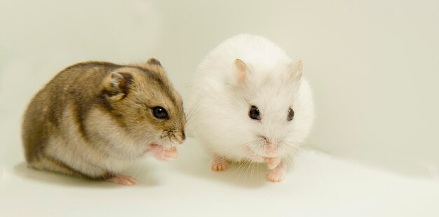 A gray hamster and a white hamster are sitting The groin of hamsters sit nicely