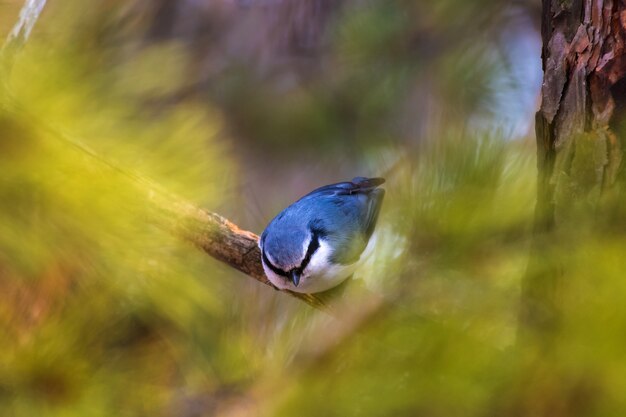 a gray headrest sits in the branches of a tree