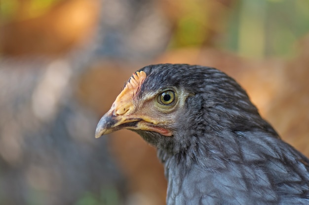 灰色の鶏の鳥の肖像画