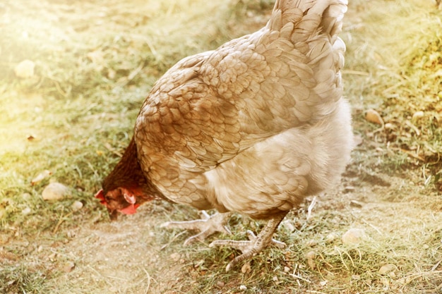 Gray hen in the country yard selective focus farm concept