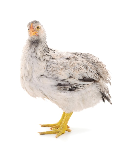 Gray hen isolated