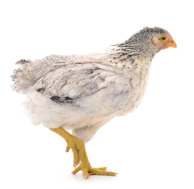 Gray hen isolated