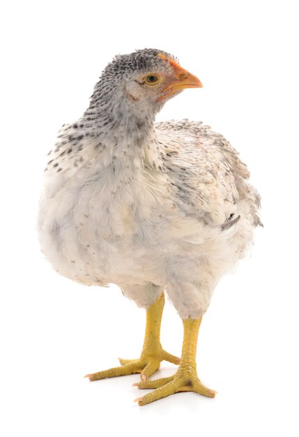 Gray hen isolated