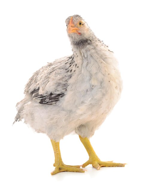 Gray hen isolated