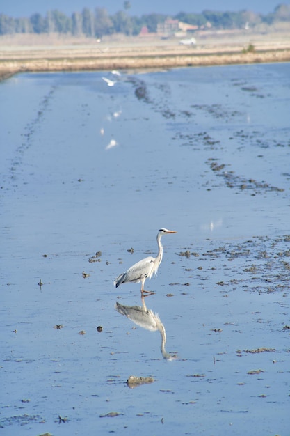 Airone cenerino, uccello riflesso nell'acqua dell'albufera de valencia. copia spazio