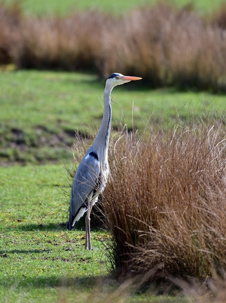 Photo gray heron on a field