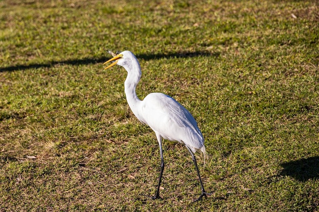 Photo gray heron on field