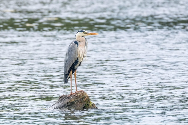 写真 アオサギ飛行 ardea cinerea 自然の生息地の野生動物