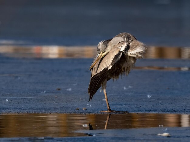 Photo gray heron on a frozen lake in winter